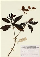 藏品(絲絨吊芙蓉)的圖片